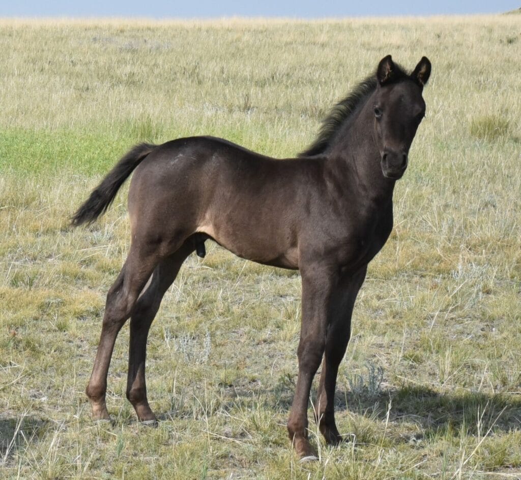 Fantastic blue roan filly!