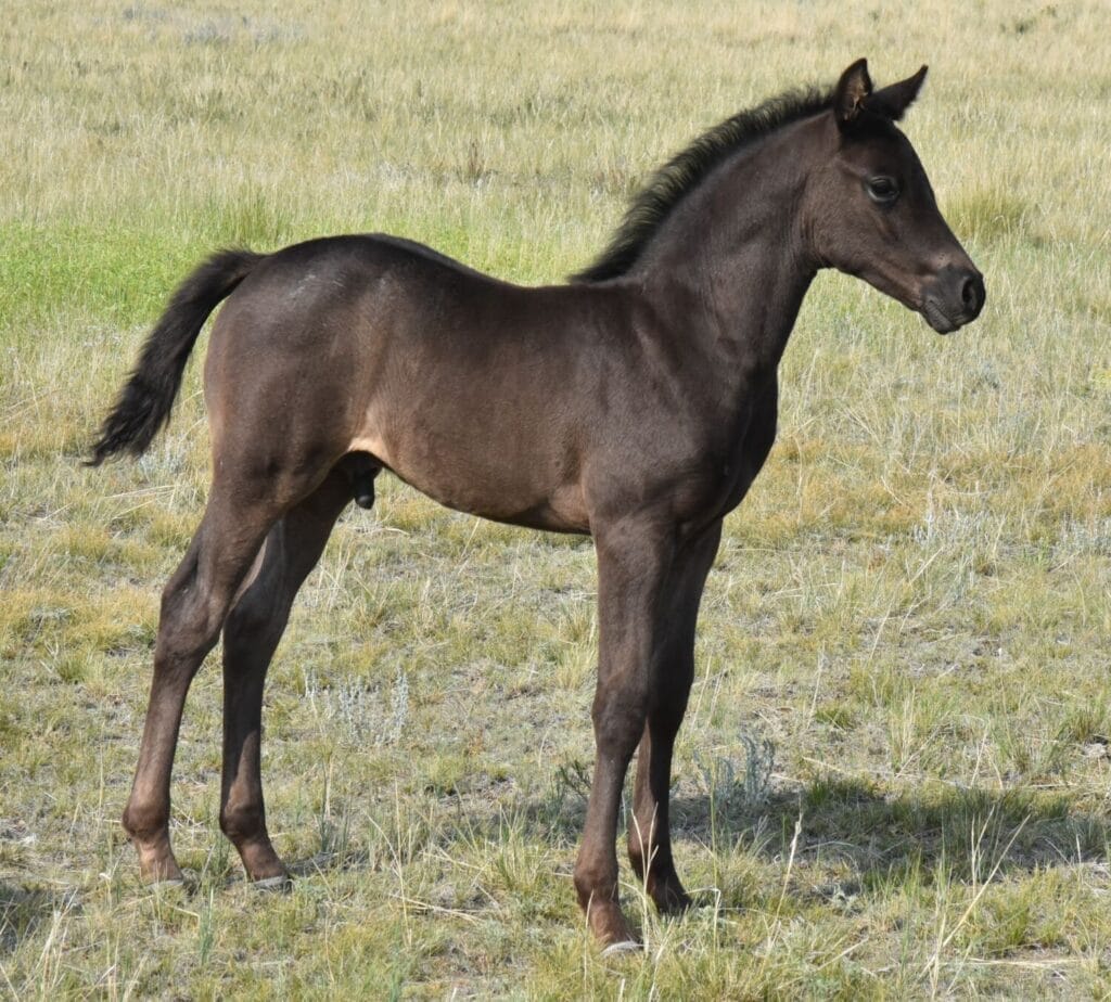 Fantastic blue roan filly!