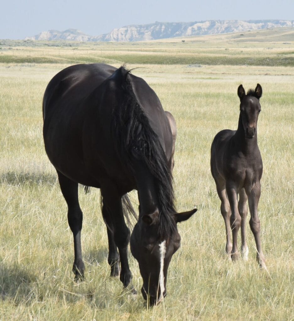 performance prospect deluxe!,Blue Roan Stud colt,AQHA Ranching Heritage eligible