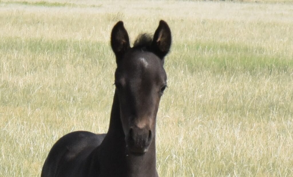 performance prospect deluxe!,Blue Roan Stud colt,AQHA Ranching Heritage eligible