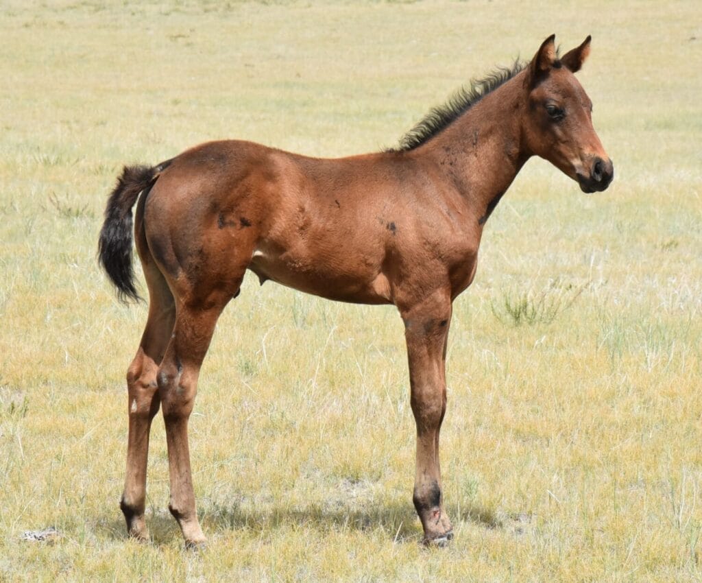 An ideal colt who has limitless options ahead of him.