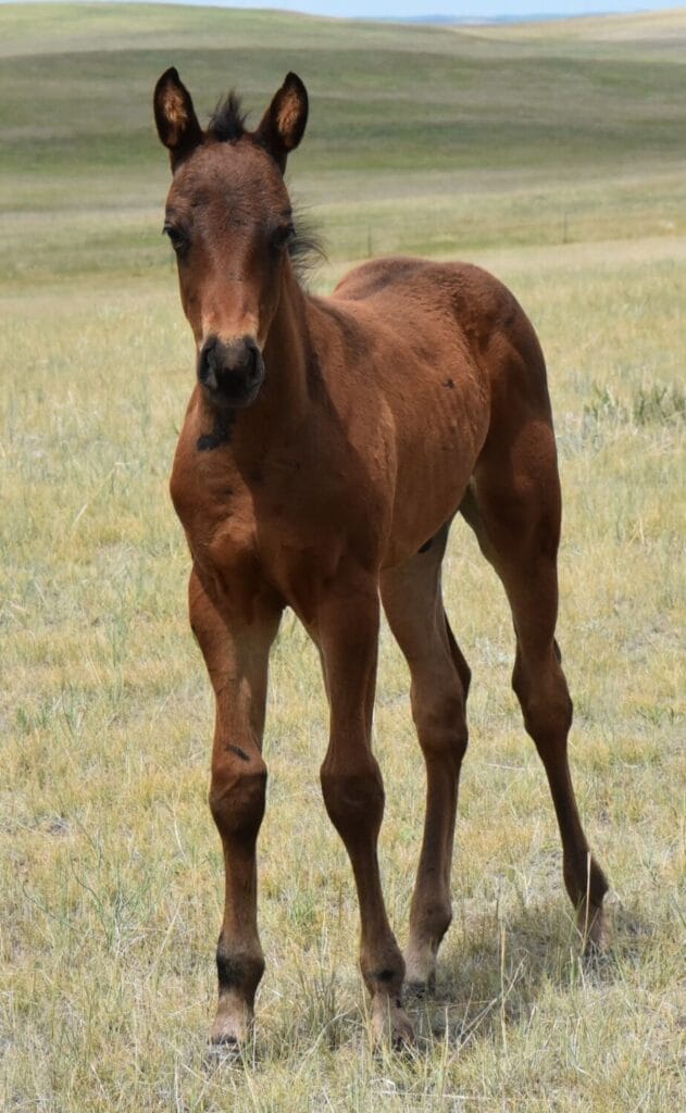 An ideal colt who has limitless options ahead of him.