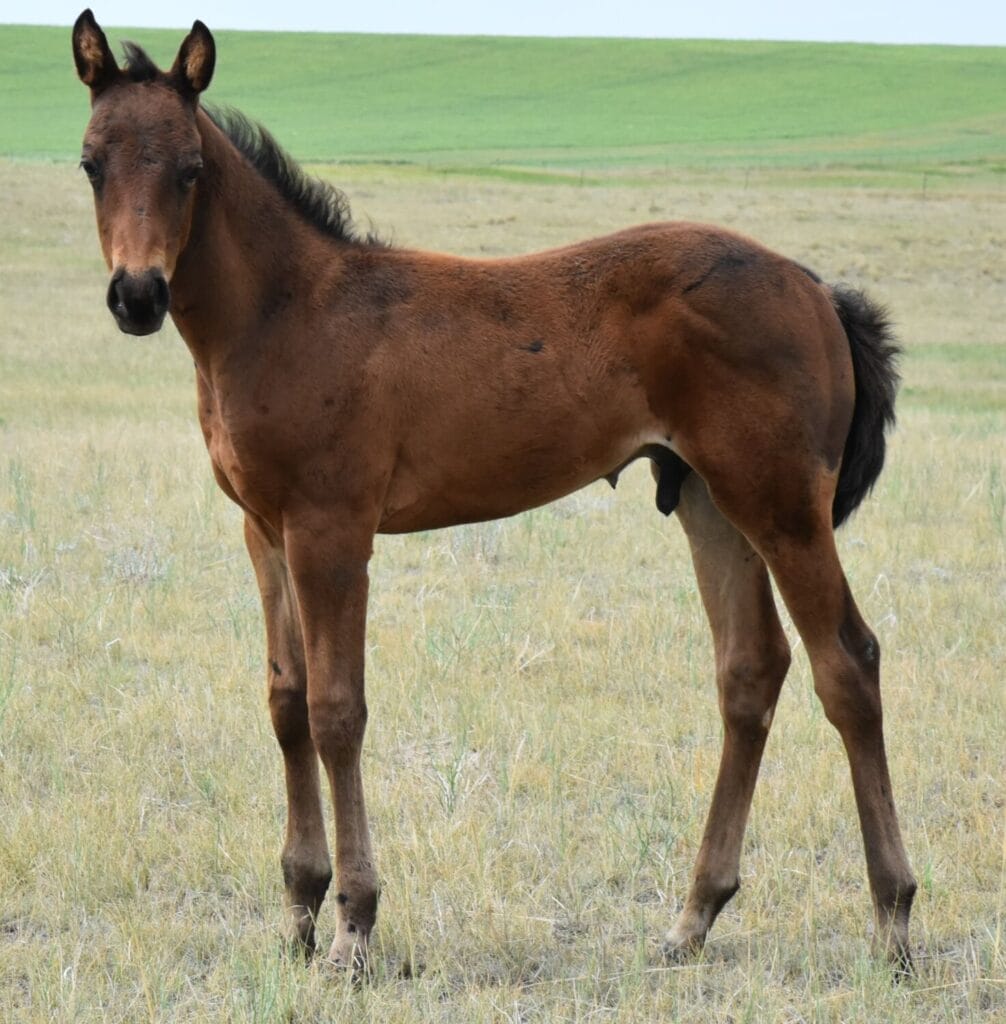 An ideal colt who has limitless options ahead of him.