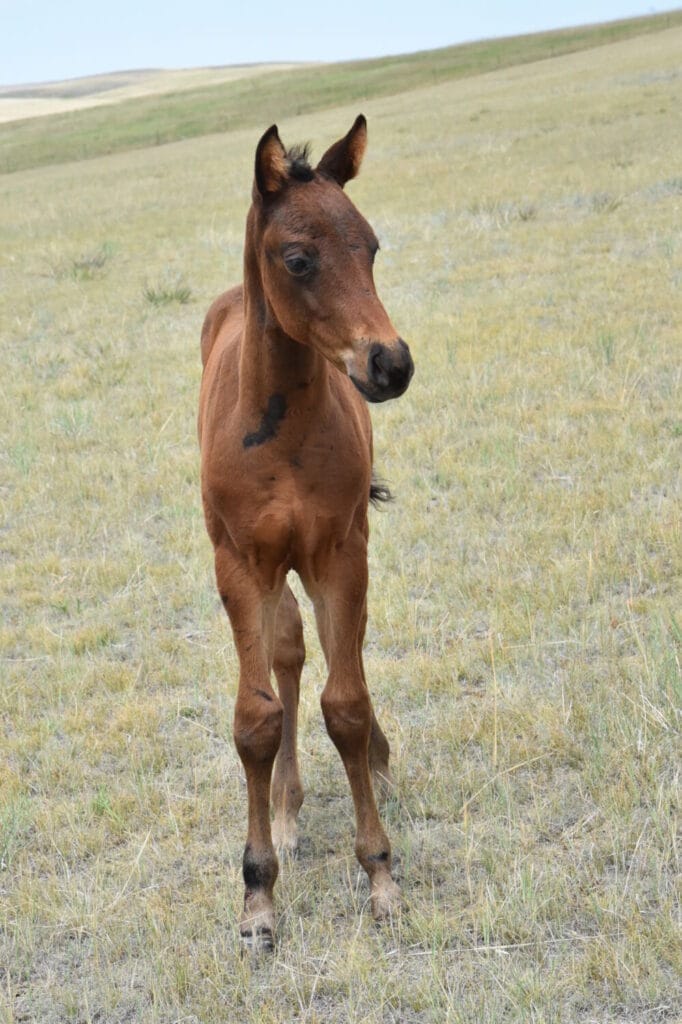 An ideal colt who has limitless options ahead of him.