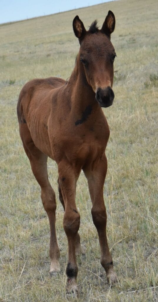 An ideal colt who has limitless options ahead of him.