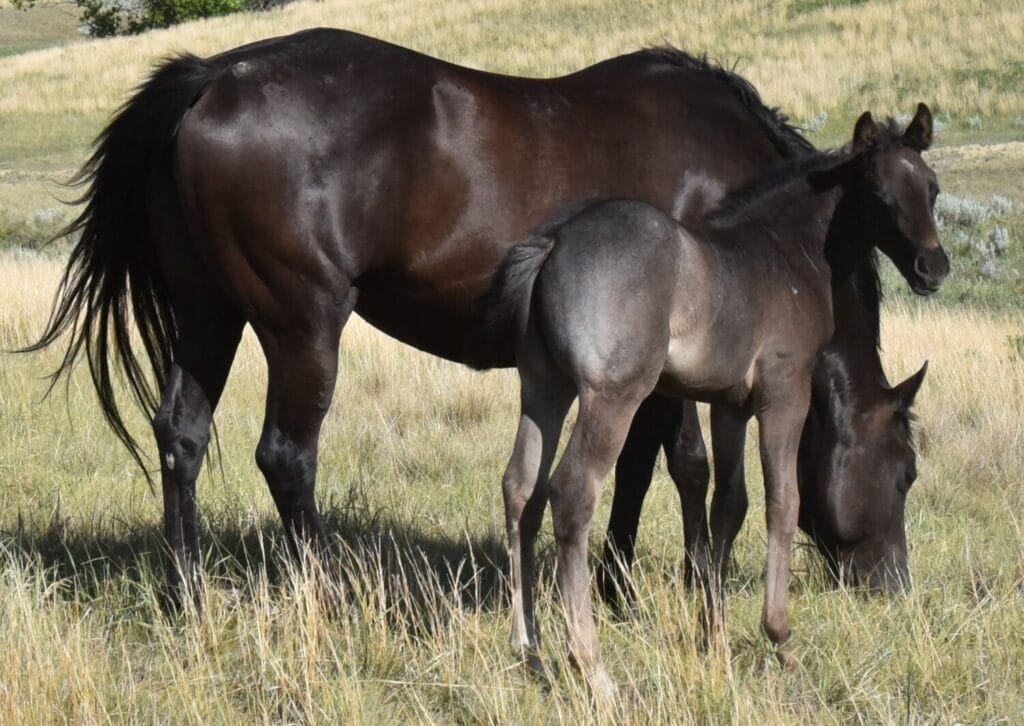 performance prospect deluxe!,Blue Roan Stud colt,AQHA Ranching Heritage eligible