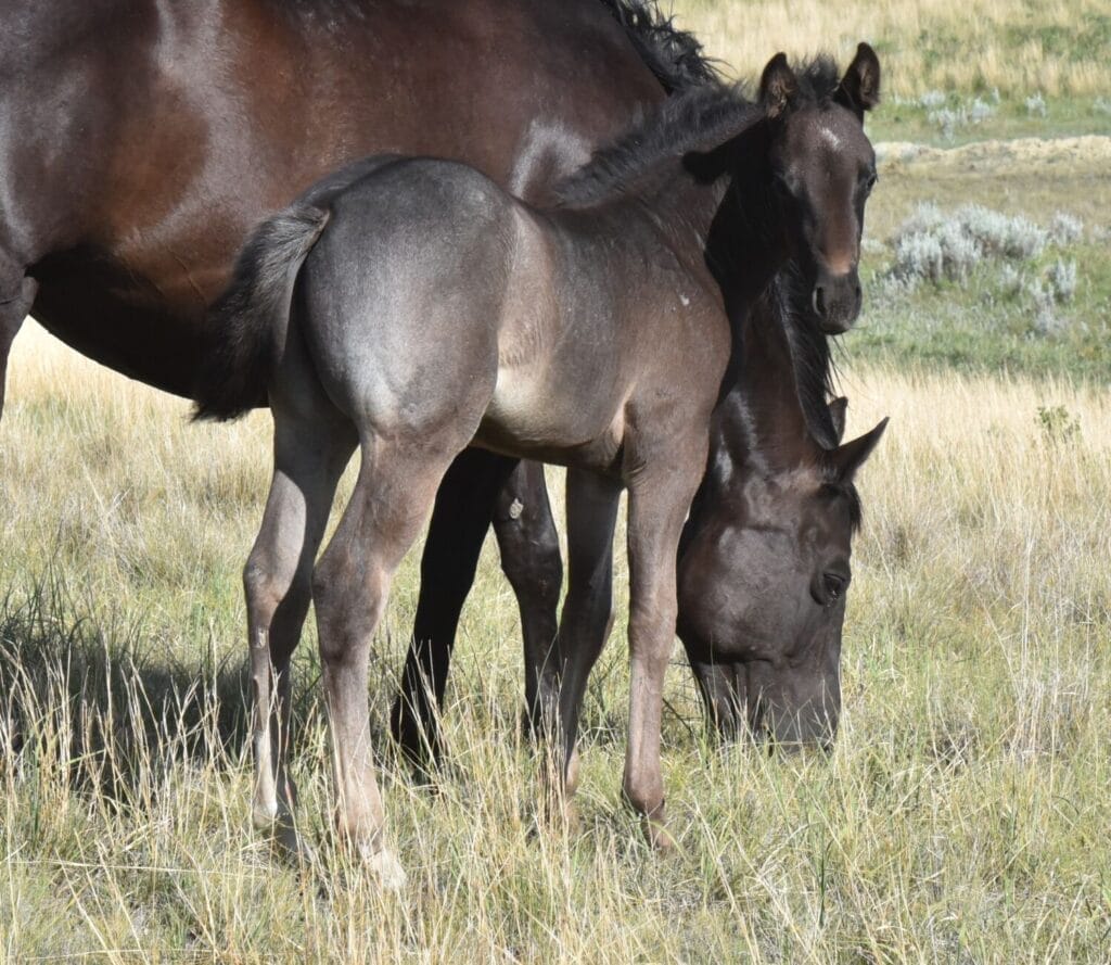 performance prospect deluxe!,Blue Roan Stud colt,AQHA Ranching Heritage eligible