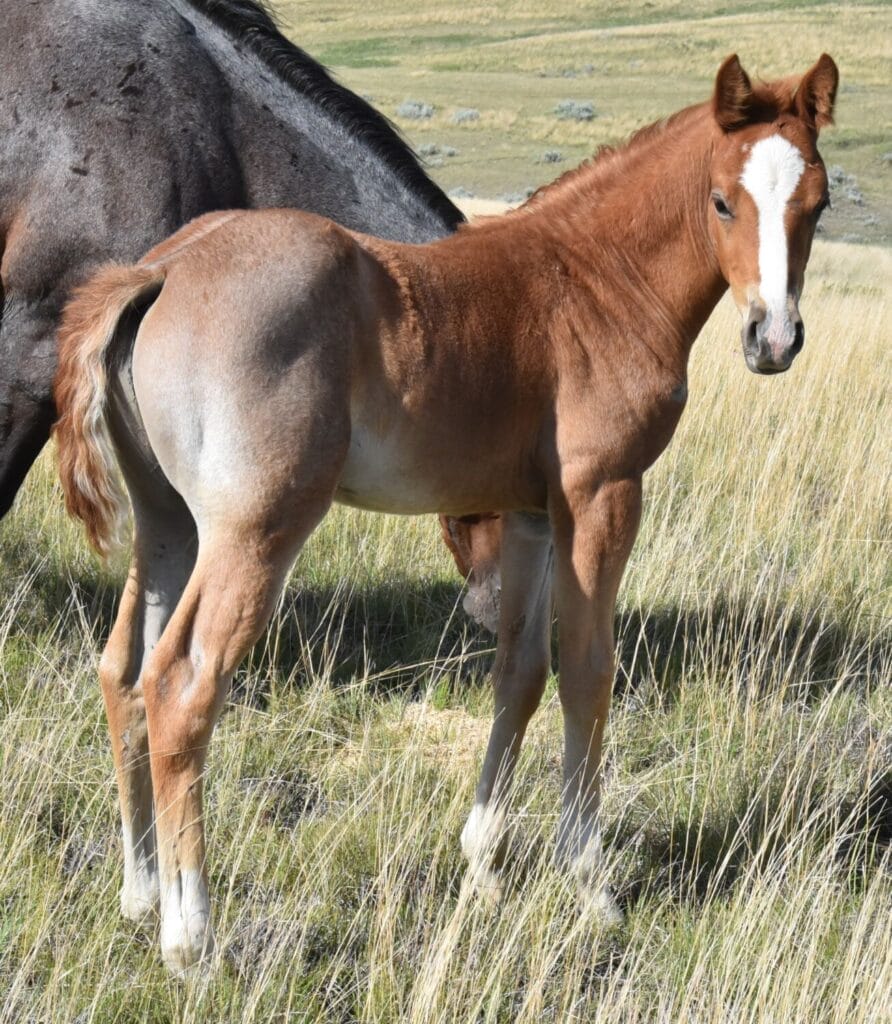 stunning red roan