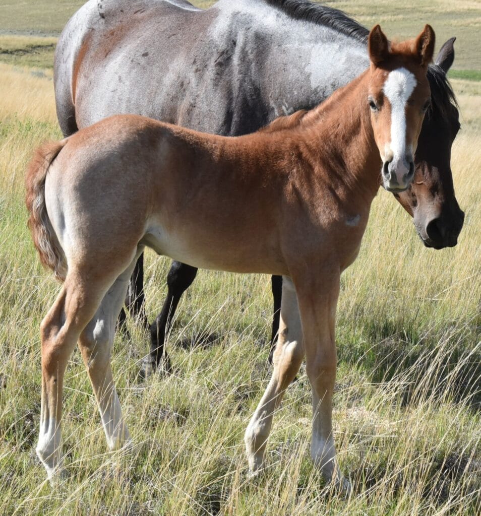 stunning red roan