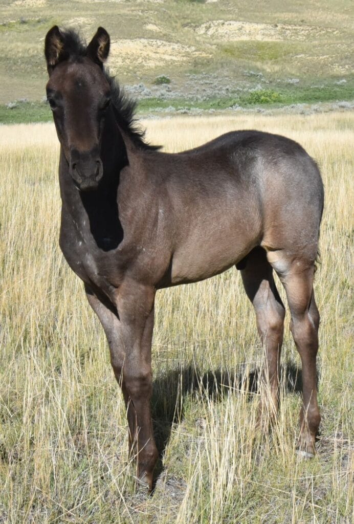 Fantastic blue roan filly!