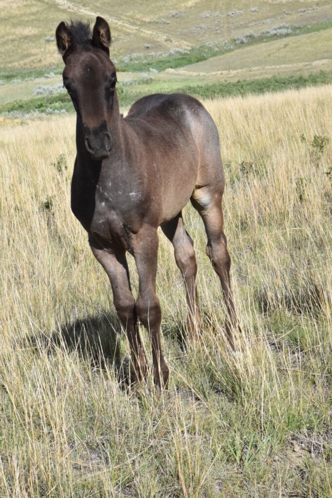 Fantastic blue roan filly!