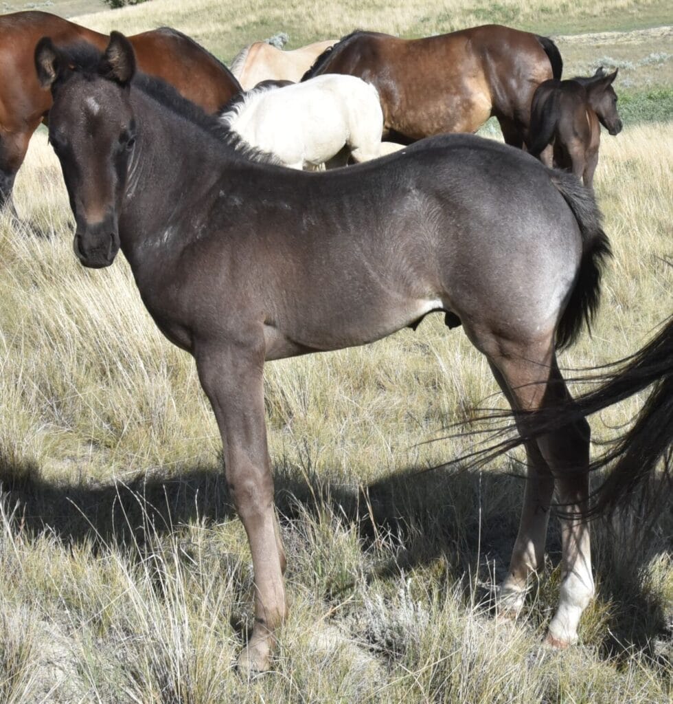 performance prospect deluxe!,Blue Roan Stud colt,AQHA Ranching Heritage eligible