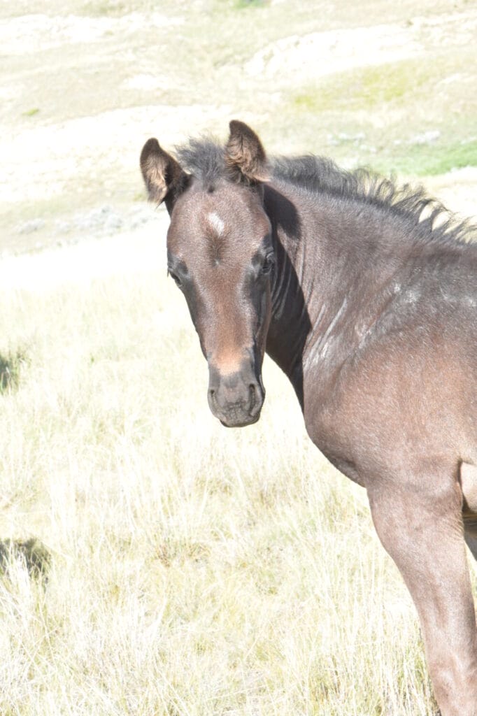 performance prospect deluxe!,Blue Roan Stud colt,AQHA Ranching Heritage eligible