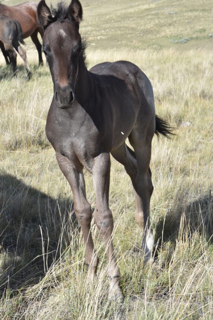 performance prospect deluxe!,Blue Roan Stud colt,AQHA Ranching Heritage eligible