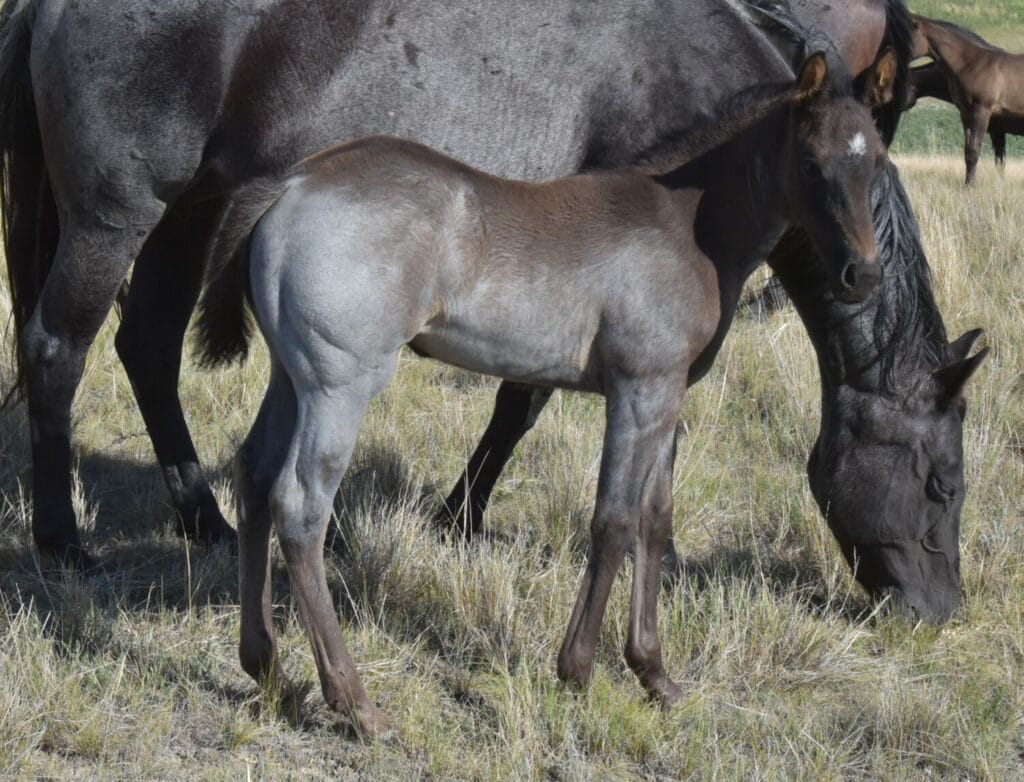 Cowbred Blue Roan Filly
