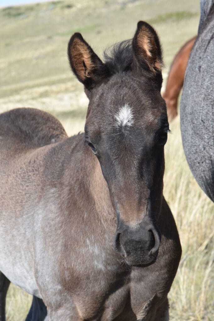 Cowbred Blue Roan Filly