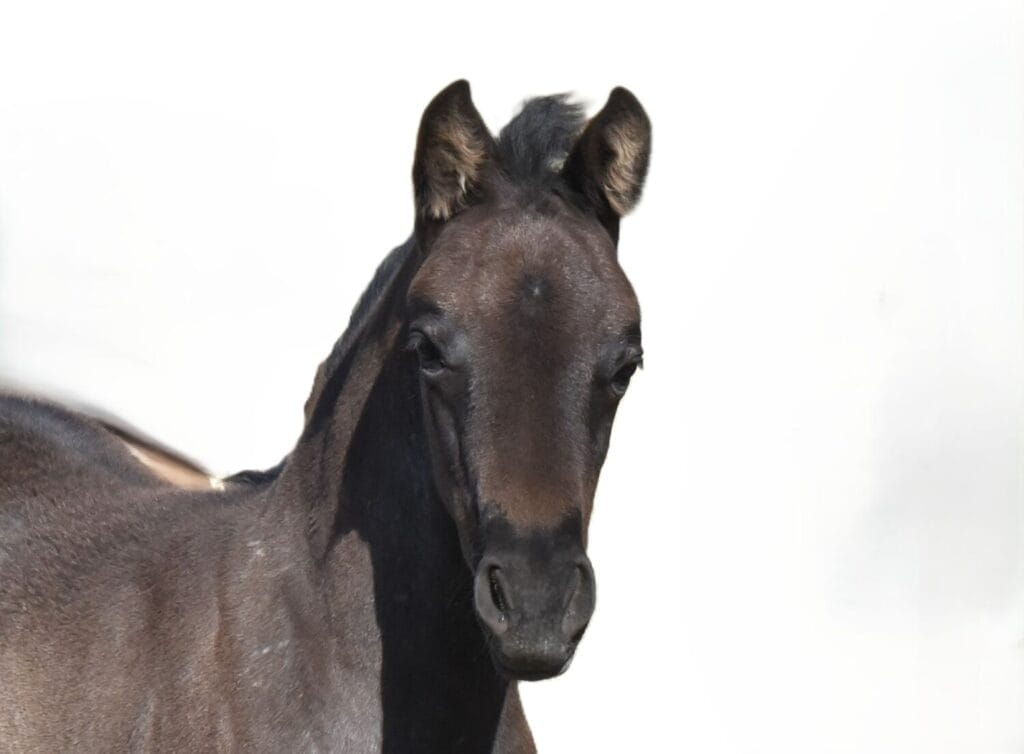 Fantastic blue roan filly!