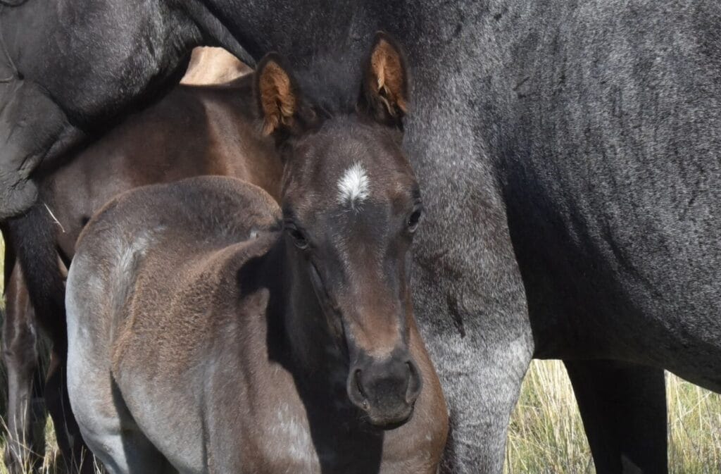 Cowbred Blue Roan Filly