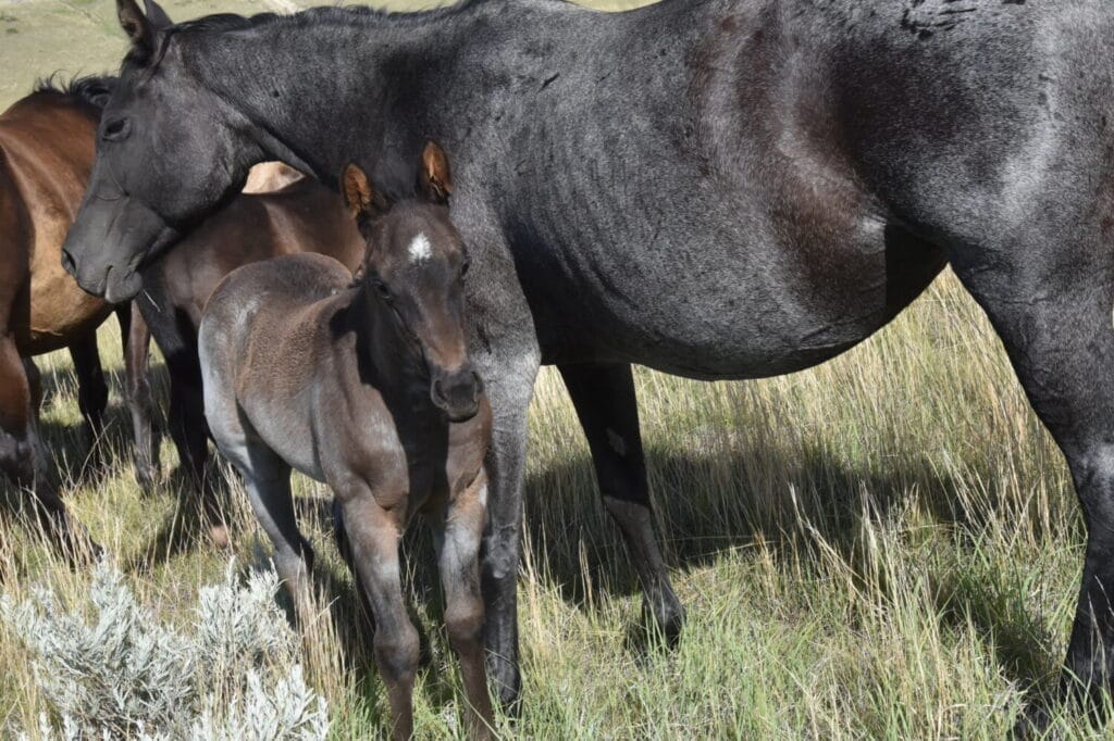 Cowbred Blue Roan Filly