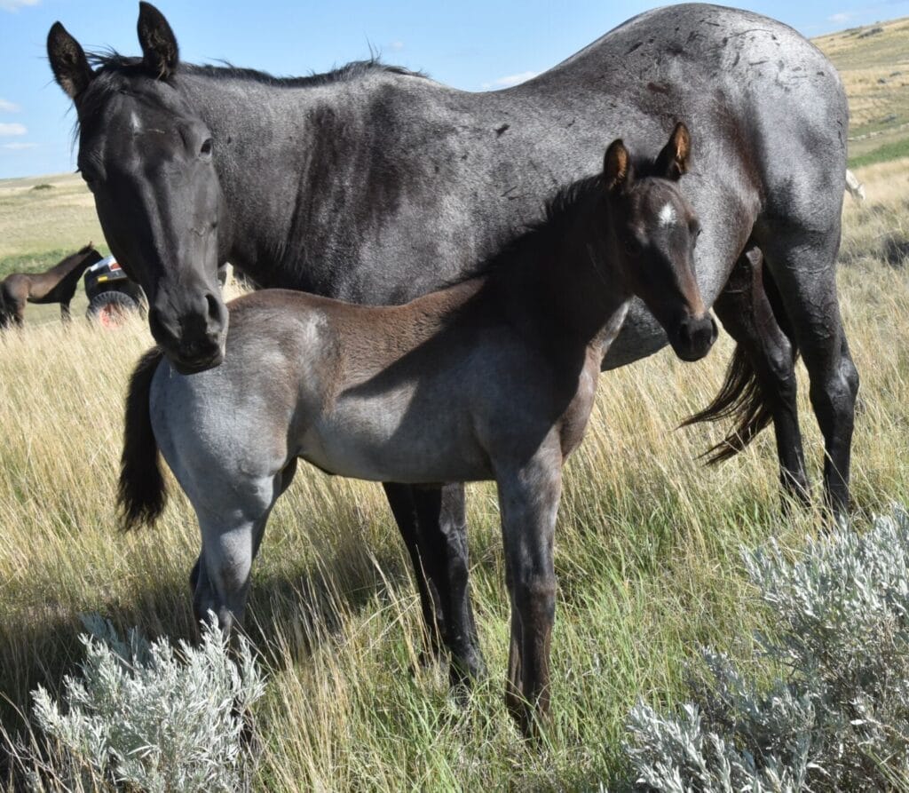 Cowbred Blue Roan Filly