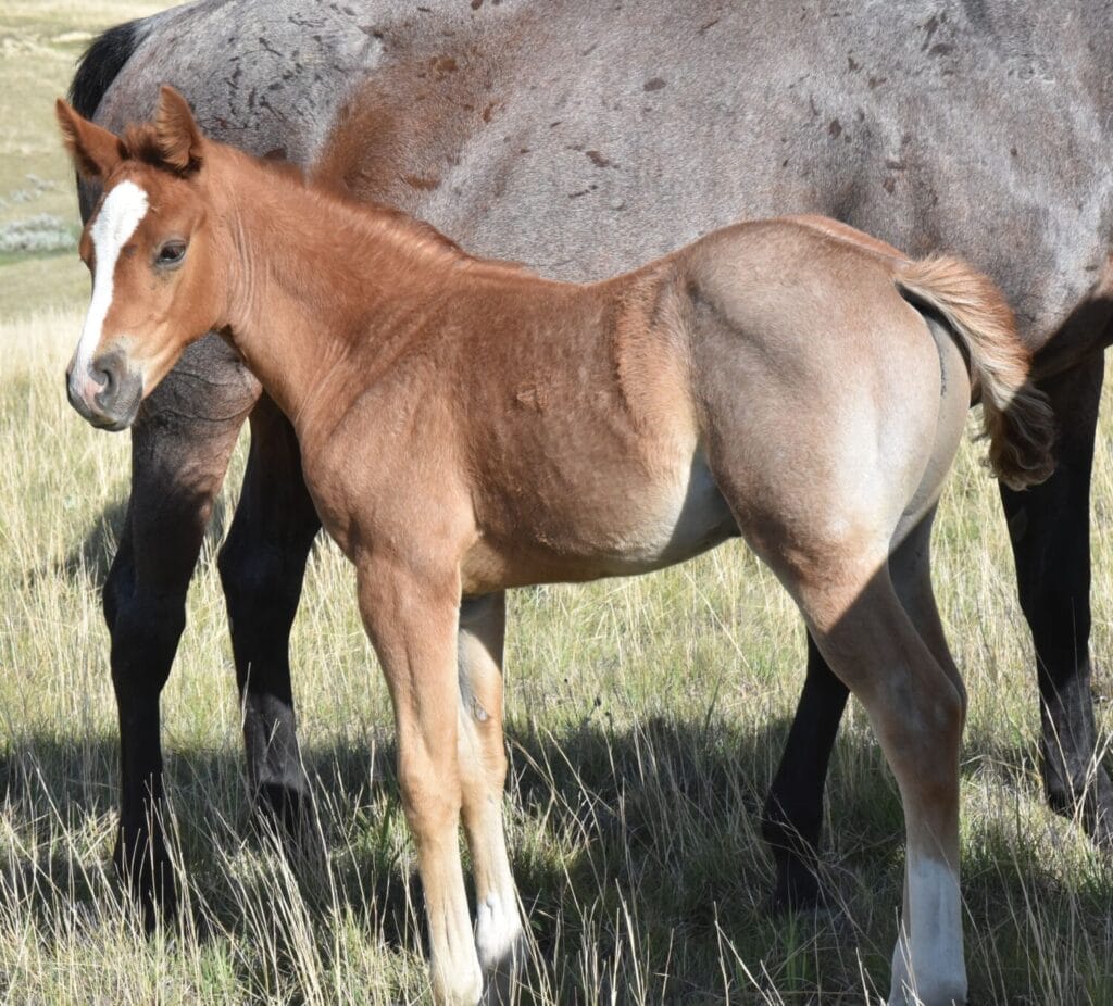 stunning red roan
