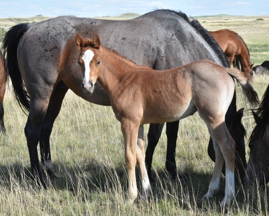 stunning red roan