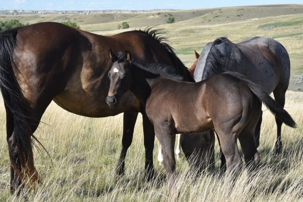 Deep,beautiful,balanced colt