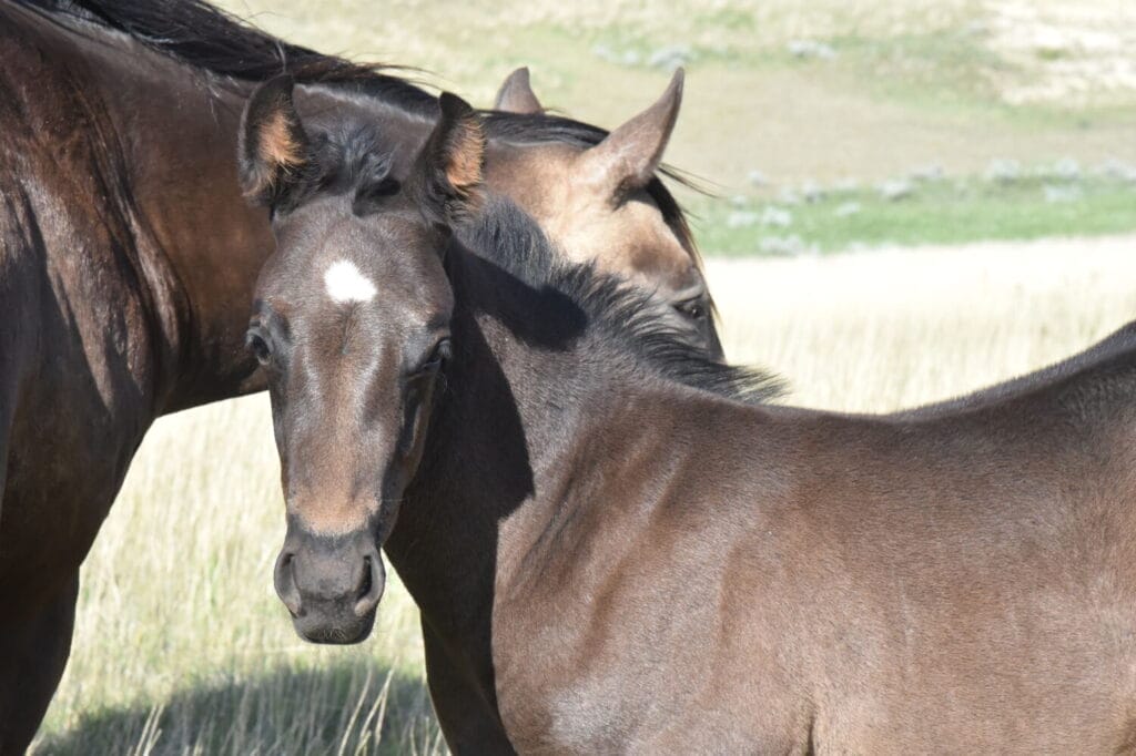 Deep,beautiful,balanced colt