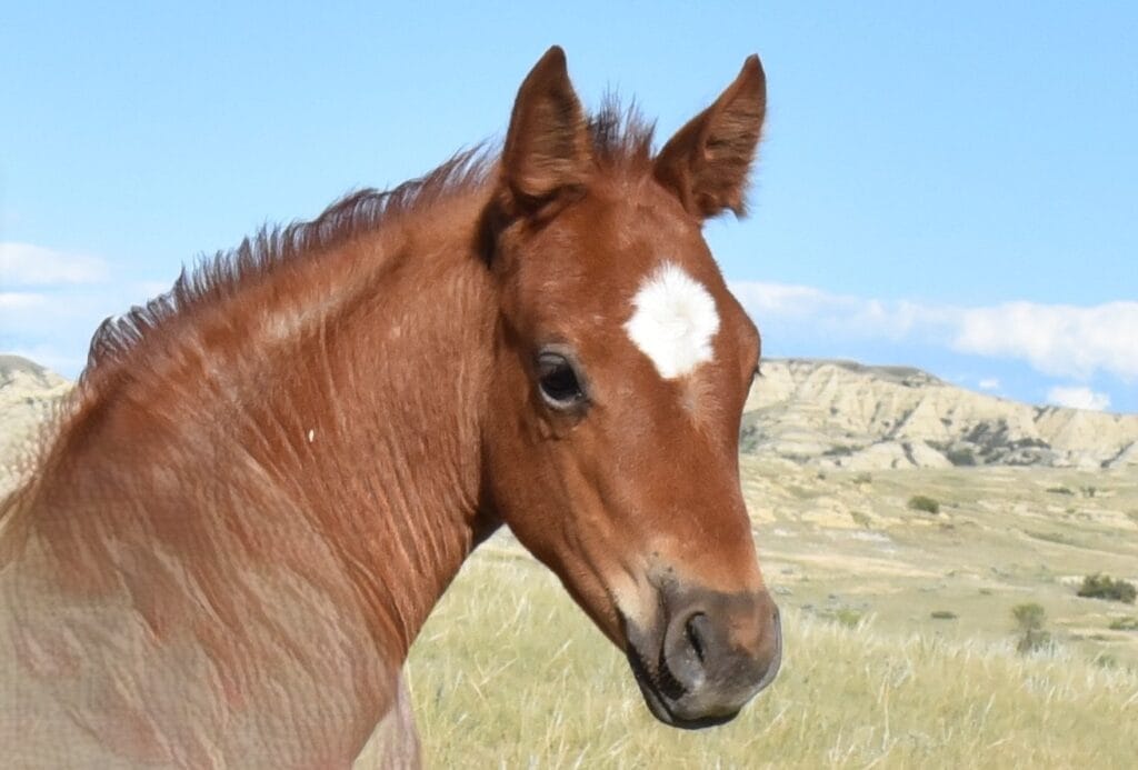 Red roan filly with smarts and speed,AQHA Ranching Heritage eligible,eligible to be enrolled in Future Fortunes and 5-State Breeders Futurity