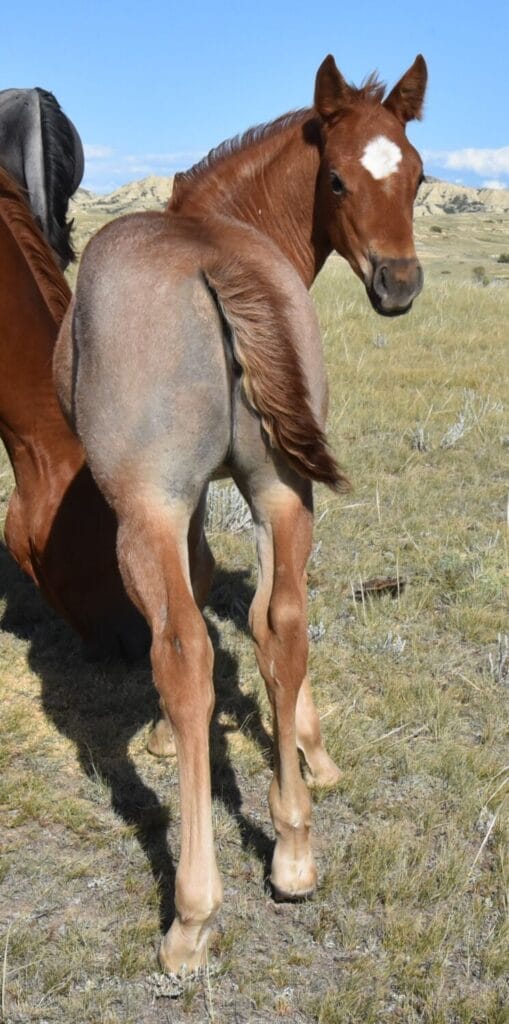 Red roan filly with smarts and speed,AQHA Ranching Heritage eligible,eligible to be enrolled in Future Fortunes and 5-State Breeders Futurity