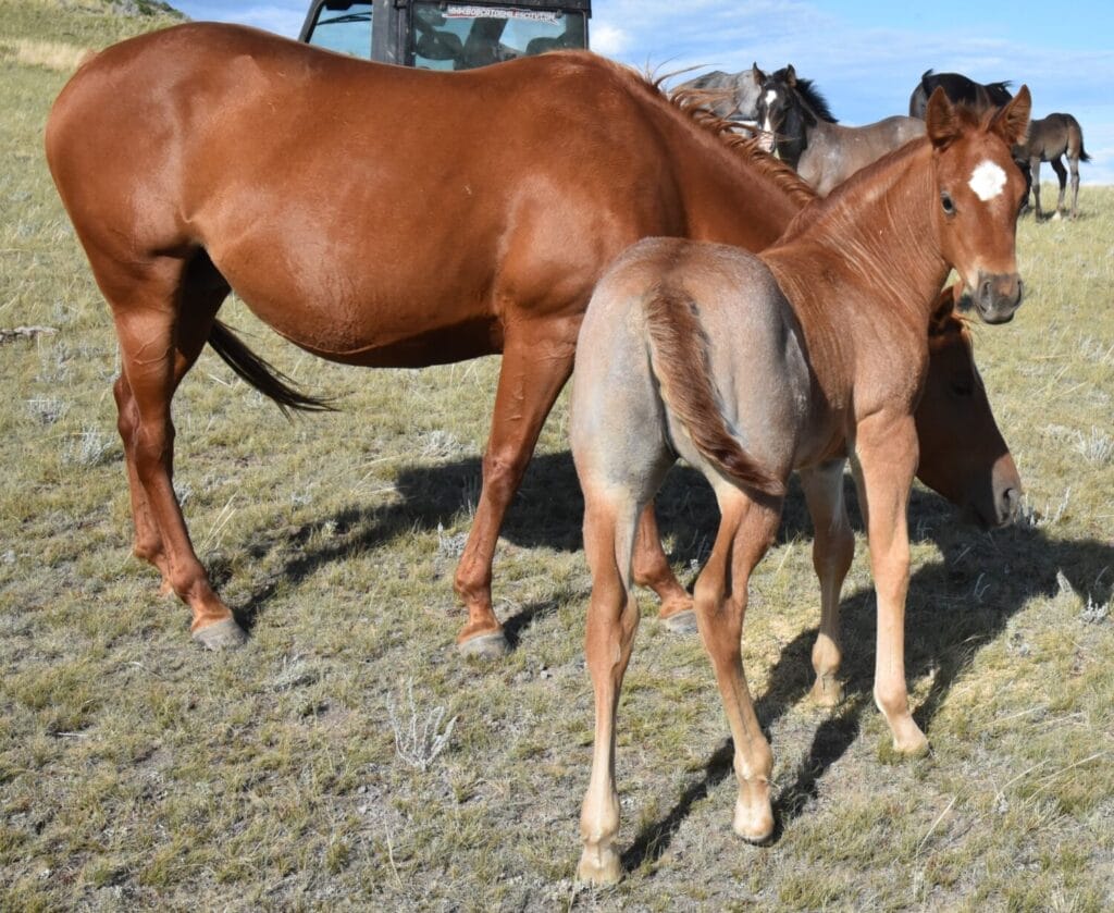 Red roan filly with smarts and speed,AQHA Ranching Heritage eligible,eligible to be enrolled in Future Fortunes and 5-State Breeders Futurity