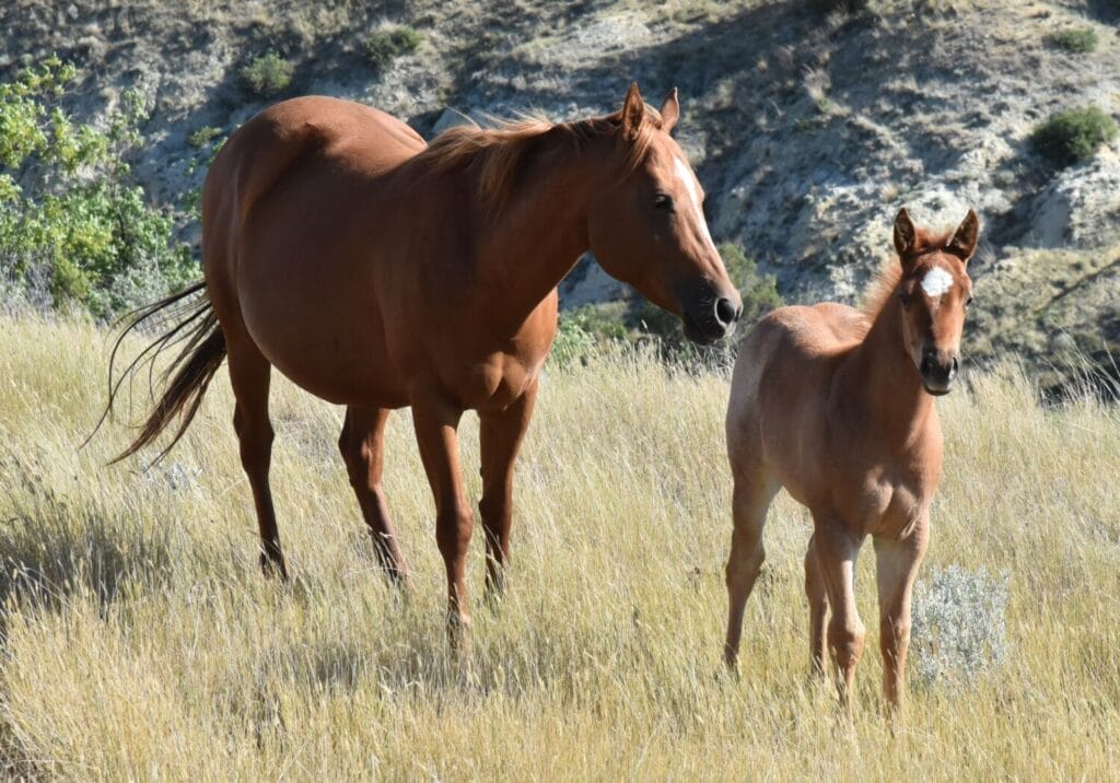 Red roan filly with smarts and speed,AQHA Ranching Heritage eligible,eligible to be enrolled in Future Fortunes and 5-State Breeders Futurity