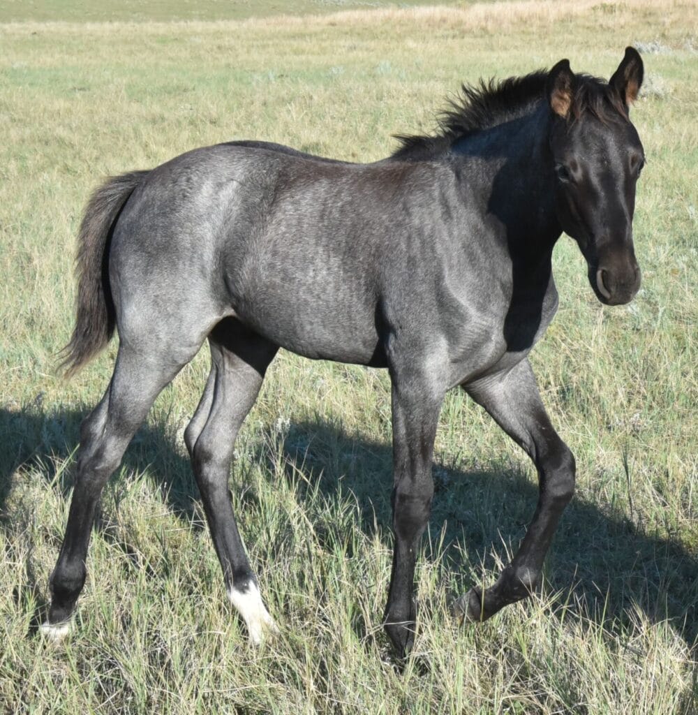 performance prospect deluxe!,Blue Roan Stud colt,AQHA Ranching Heritage eligible