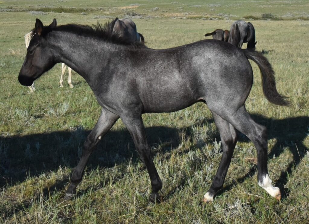 performance prospect deluxe!,Blue Roan Stud colt,AQHA Ranching Heritage eligible