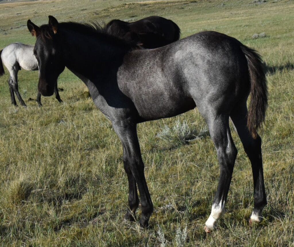 performance prospect deluxe!,Blue Roan Stud colt,AQHA Ranching Heritage eligible
