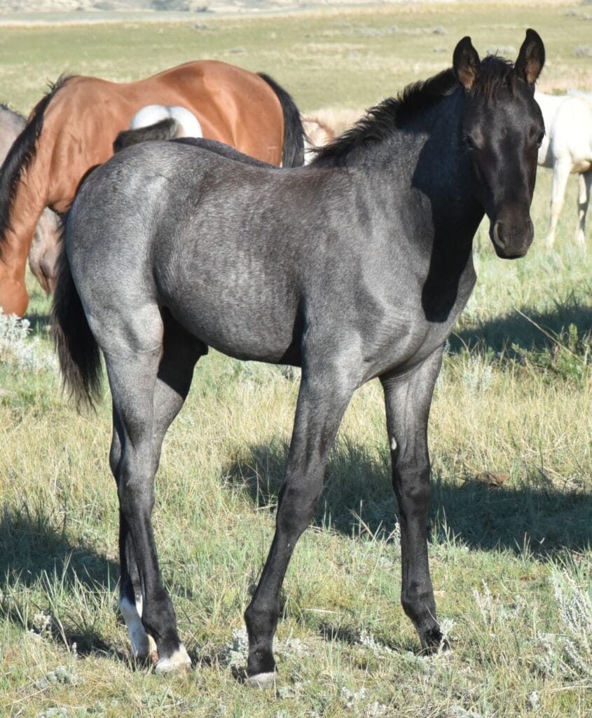 performance prospect deluxe!,Blue Roan Stud colt,AQHA Ranching Heritage eligible
