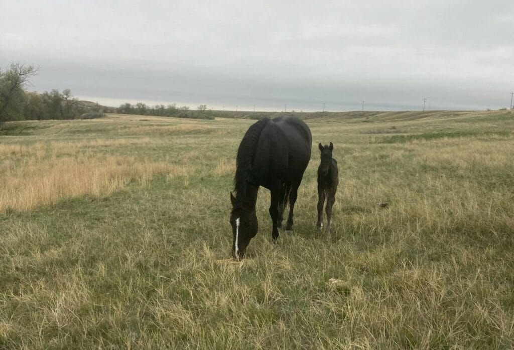 performance prospect deluxe!,Blue Roan Stud colt,AQHA Ranching Heritage eligible