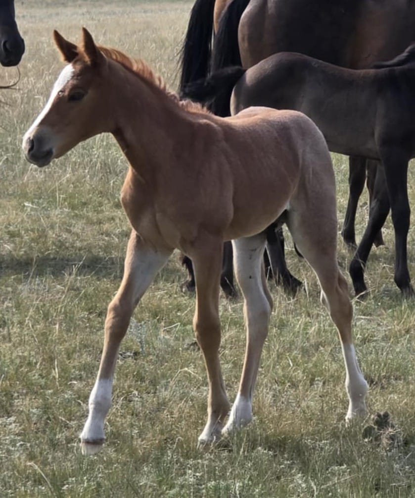 stunning red roan