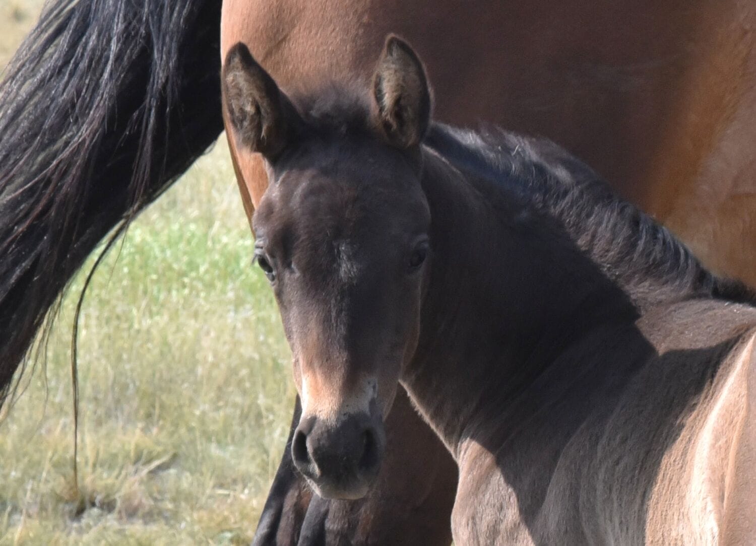 MRI A Cowboys Darlin