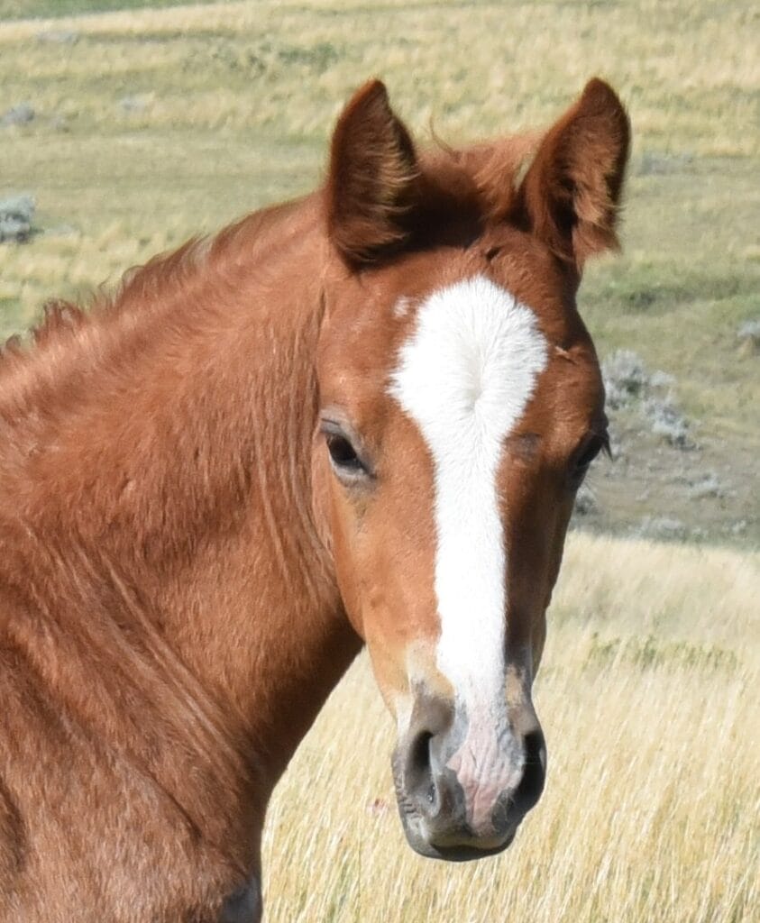 stunning red roan