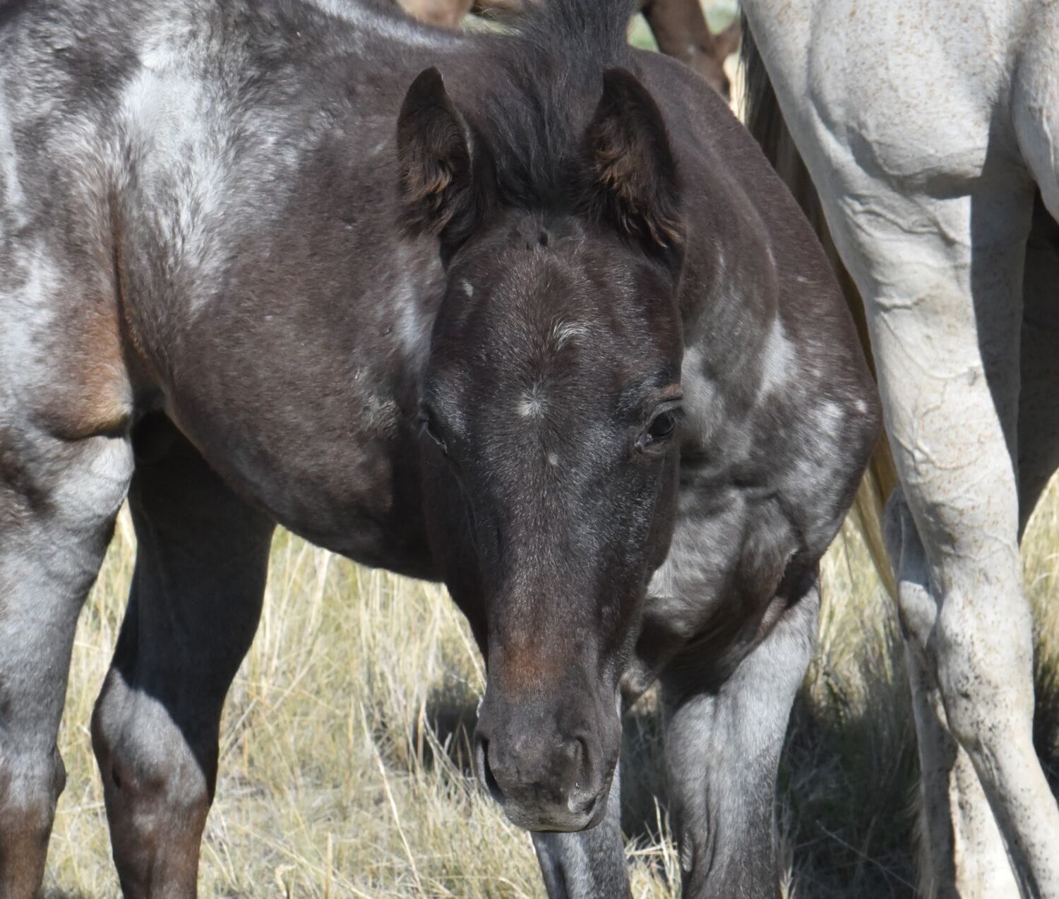 MRI Colonel Shadow – sold