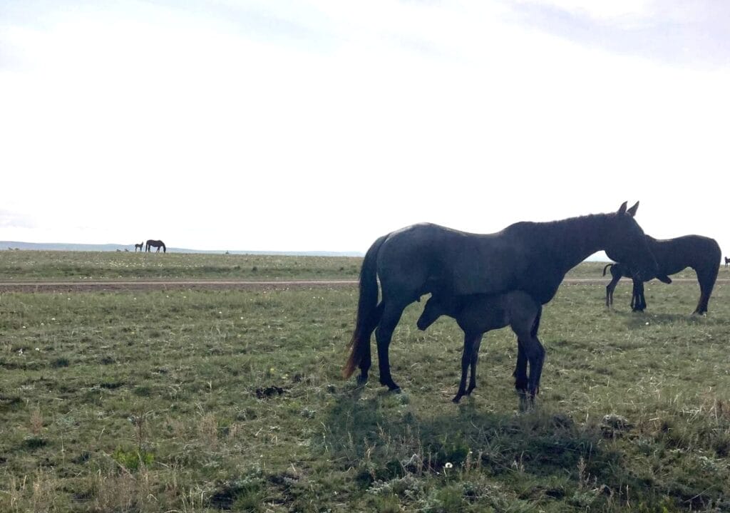 Cowbred Blue Roan Filly