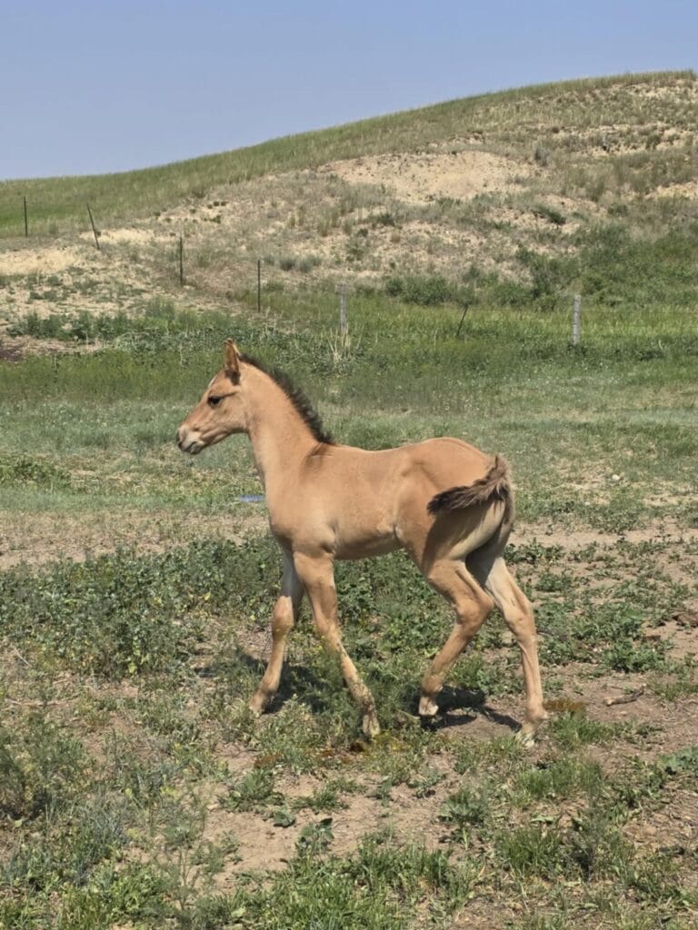 AVS grandson,AQHA Ranching Heritage eligible,Dun colt,A Vintage Smoke grandson