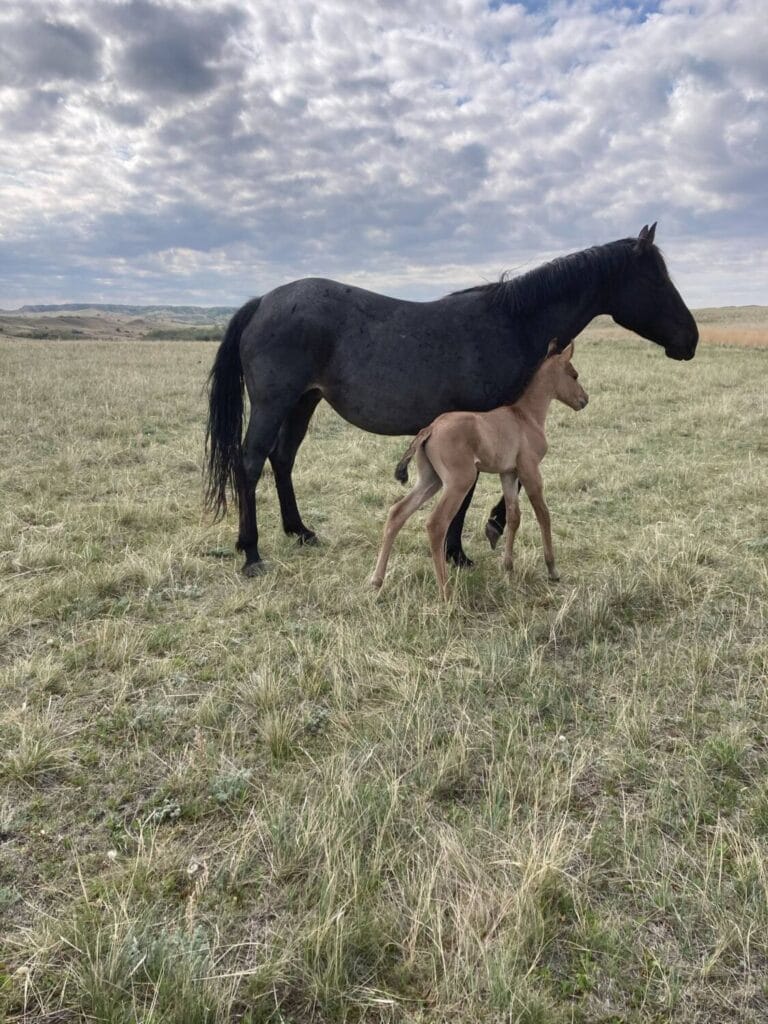 AVS grandson,AQHA Ranching Heritage eligible,Dun colt,A Vintage Smoke grandson