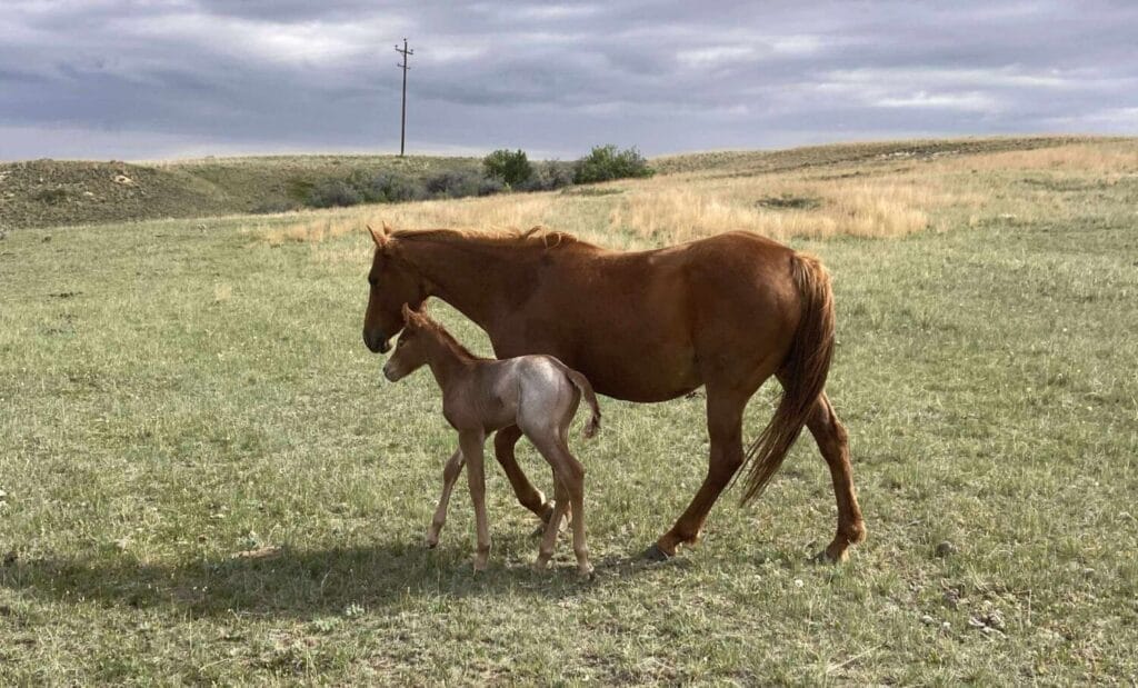 Red roan filly with smarts and speed,AQHA Ranching Heritage eligible,eligible to be enrolled in Future Fortunes and 5-State Breeders Futurity