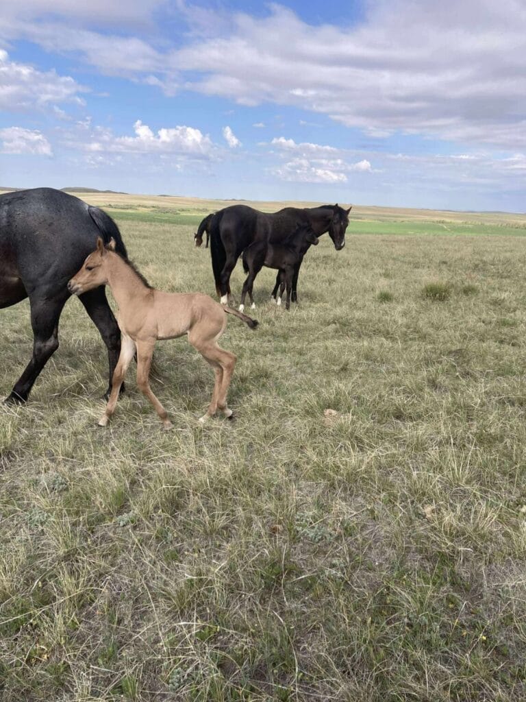AVS grandson,AQHA Ranching Heritage eligible,Dun colt,A Vintage Smoke grandson