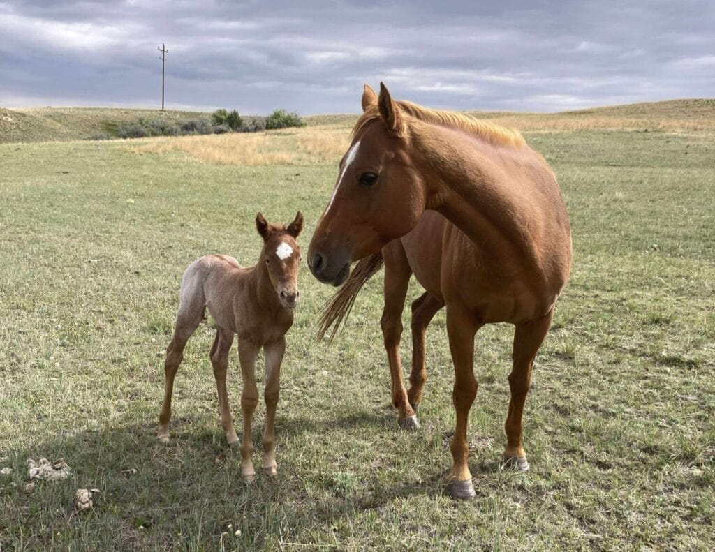 Red roan filly with smarts and speed,AQHA Ranching Heritage eligible,eligible to be enrolled in Future Fortunes and 5-State Breeders Futurity
