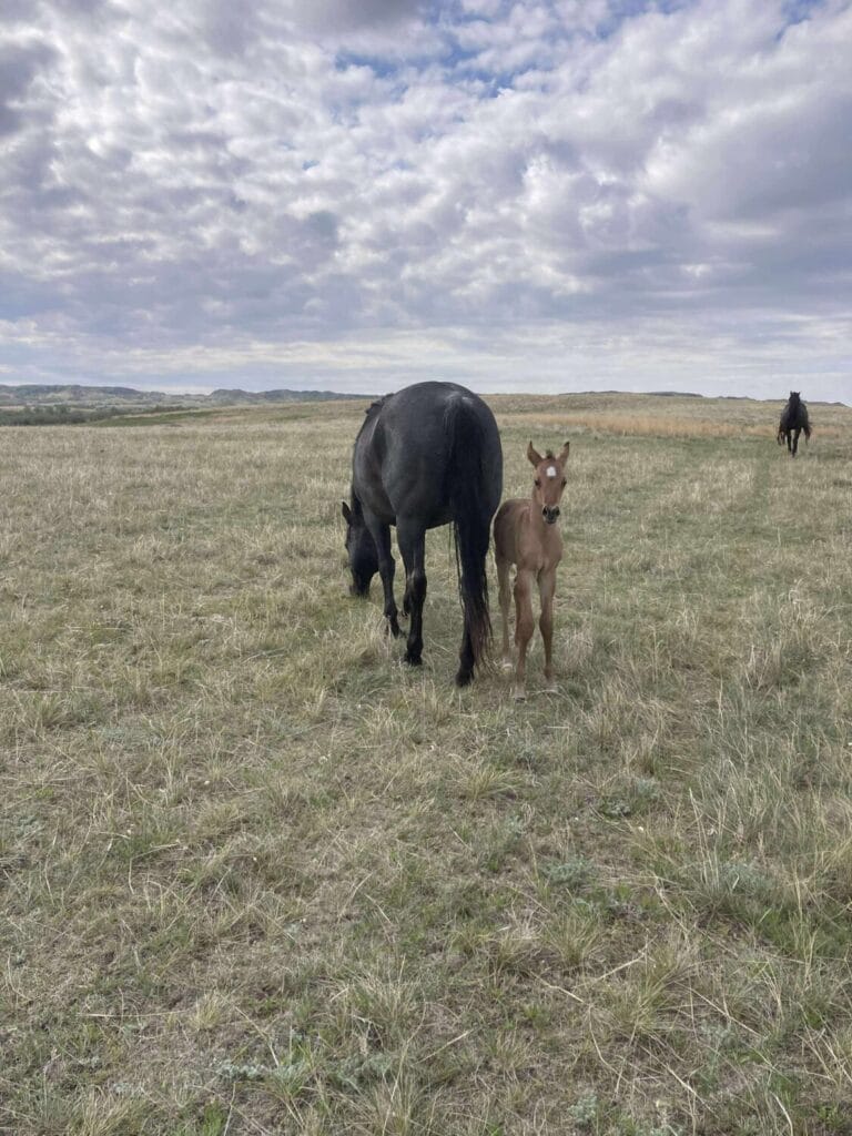 AVS grandson,AQHA Ranching Heritage eligible,Dun colt,A Vintage Smoke grandson