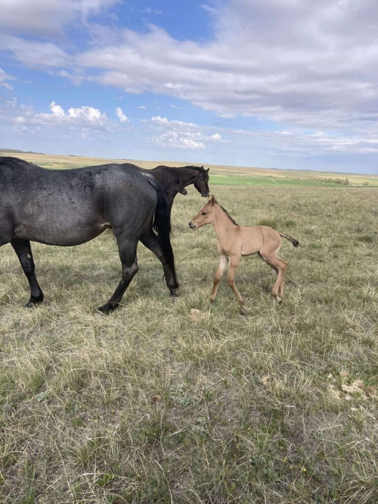 AVS grandson,AQHA Ranching Heritage eligible,Dun colt,A Vintage Smoke grandson