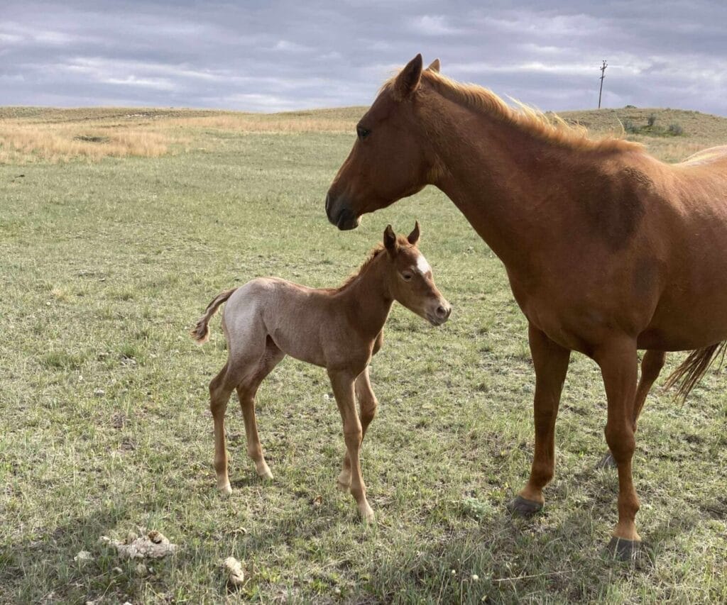 Red roan filly with smarts and speed,AQHA Ranching Heritage eligible,eligible to be enrolled in Future Fortunes and 5-State Breeders Futurity
